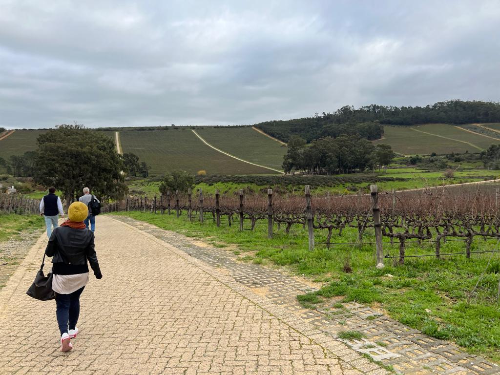 Areni vineyard.jpeg